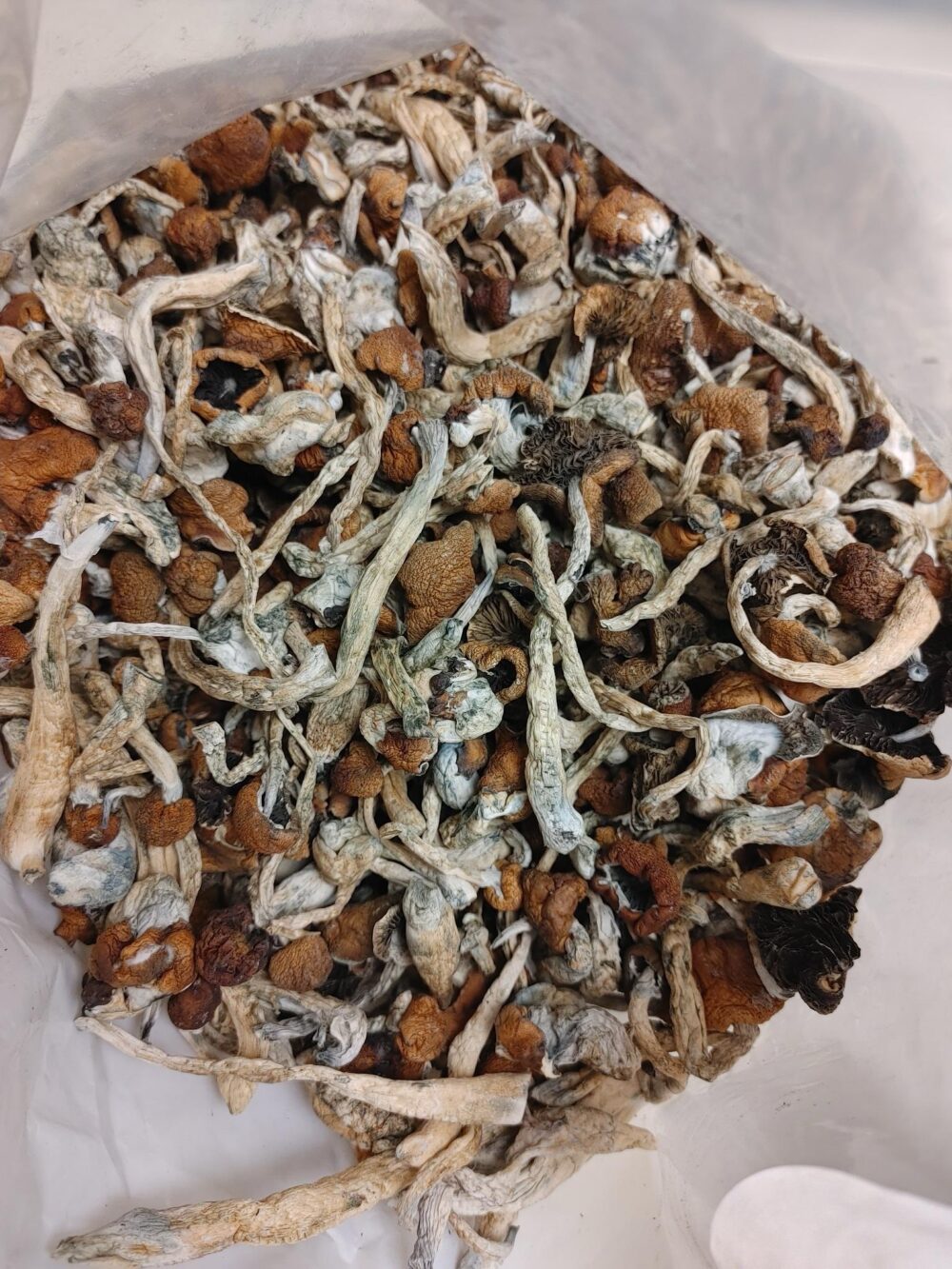 Mexican Shrooms