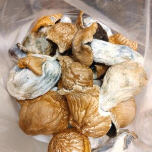 Hillbilly Pumpkin Magic Mushrooms